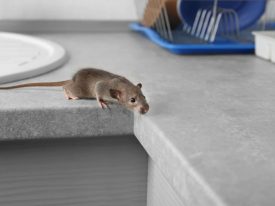 Preventive Measures To Get Rid Of Rats With Rat Exterminators In Brooklyn